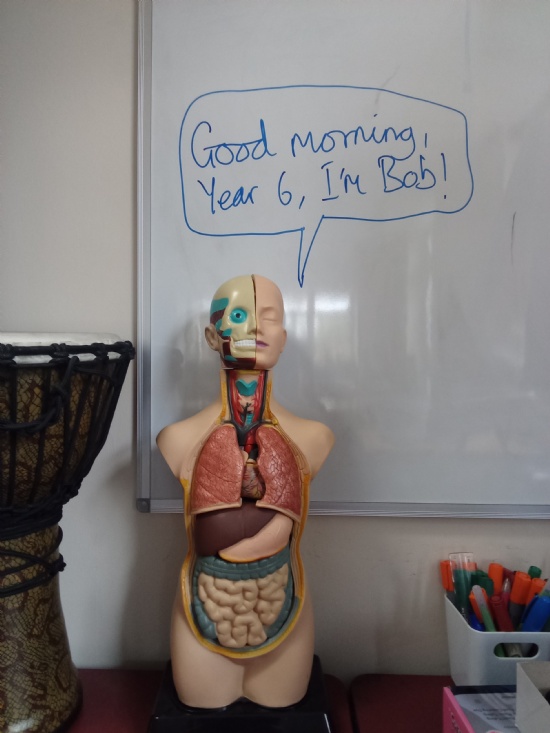 Y6: The Circulatory System - and a Happy Easter Holiday!