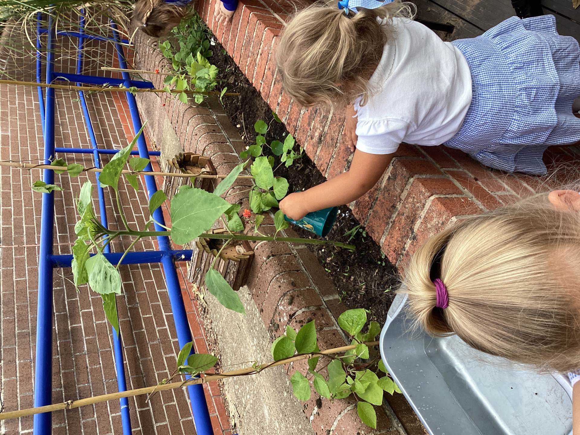 Runner beans, sunflowers and strawberries!