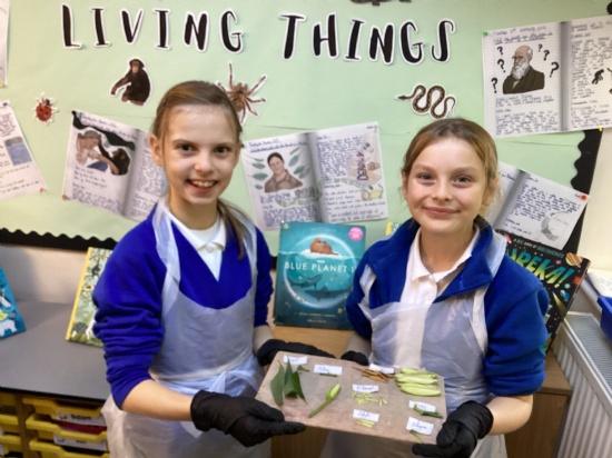 Dissection and Reflection