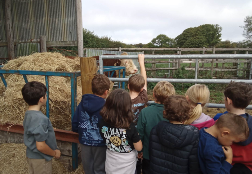 Year 2 Farm