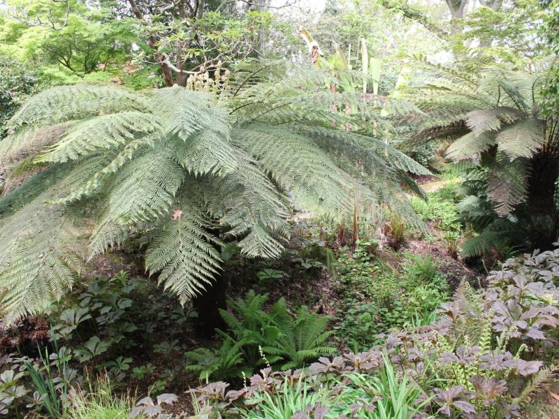 abbotsbury-gardens-y2-2021-058