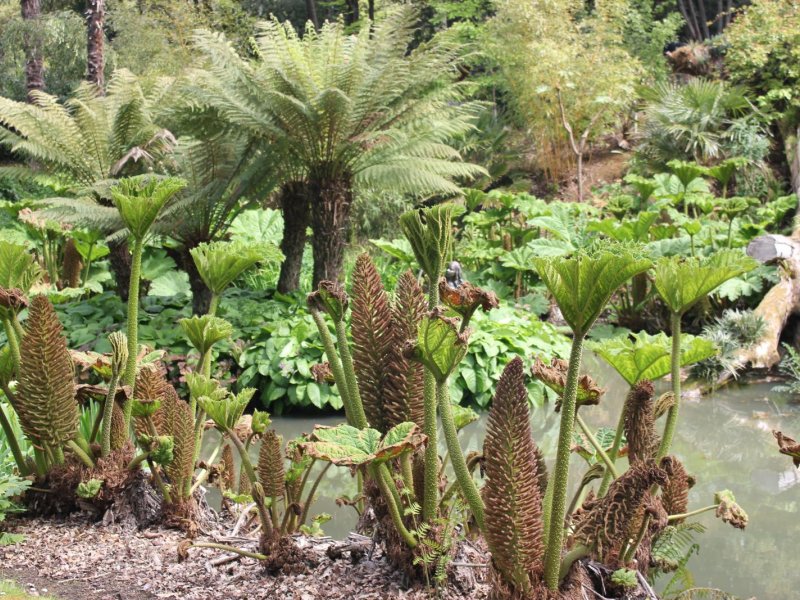 abbotsbury-gardens-y2-2021-060