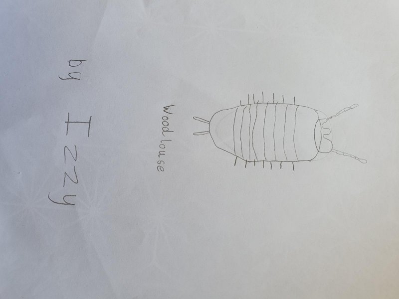 izzy-woodlouse-drawing